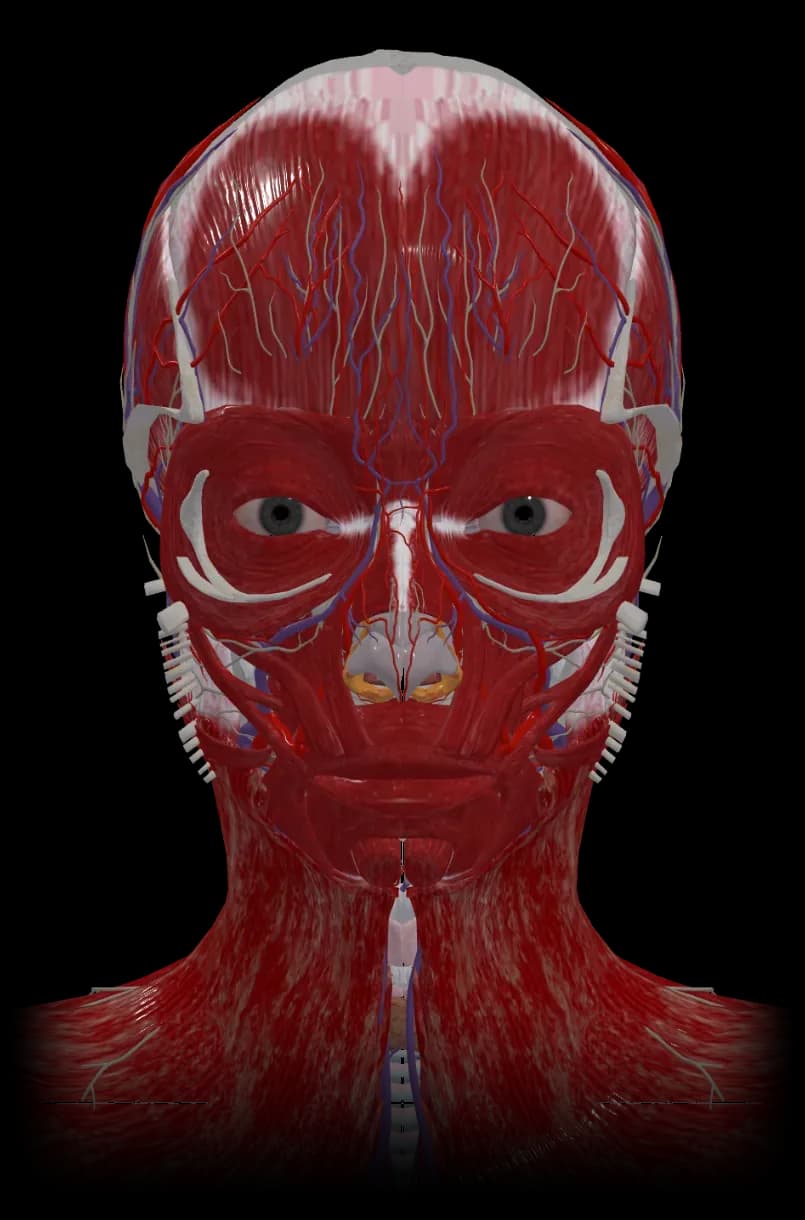 FAesthetics anatomy model showing muscles