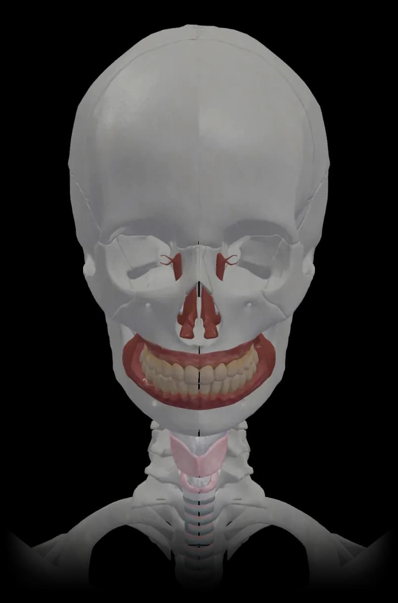 FAesthetics anatomy model showing bone